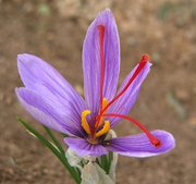Post image for I’m just wild about saffron