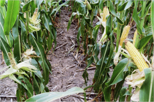 Drought tolerant maize compared with local variety