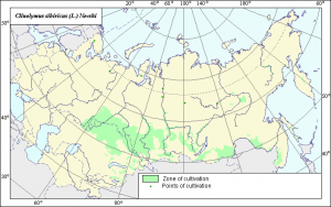 Distribution of Siberian wild rye