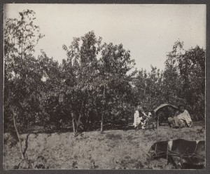 Two men seated in an orchard of Fei Tau peaches (you can see some of the huge fruits in the branches; click to enlarge). Copyright 2004 by the President and Fellows of Harvard College.
