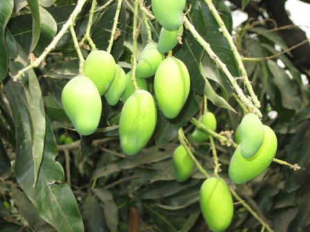 The birthplace of the Dashehari mango – Agricultural Biodiversity Weblog