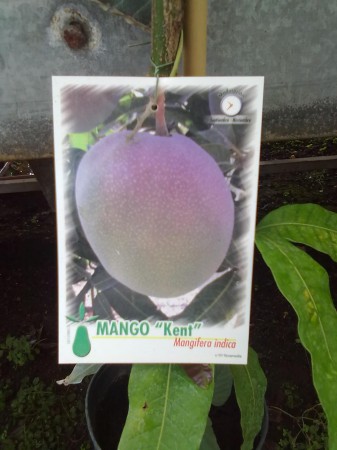 Mango tree label