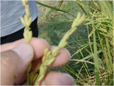 In this pre-digital, and alas out of focus, photo, a triple spikelet is visible above the thumbnail.