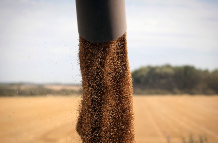 Wheat being harvested.