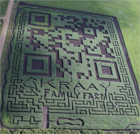 Giant QR code carved in a maize field.