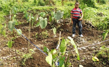 Taro varieties from SPC growing in Cameroon (Photo by Leke Walter Nkeabeng, Molecular Plant Virus Epidemiologist, National Scientific Coordinator of Annual Crops, Yaounde, Cameroon, reproduced by courtesy of the International Network of Edible Aroids)