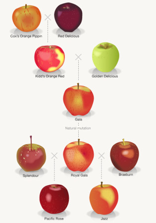 This family tree shows how the various popular varieties of New Zealand apples have been bred. They originated with the Cox’s Orange Pippin from the United Kingdom, and the Delicious variety from the United States.