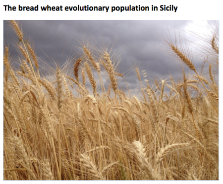 sicily wheat