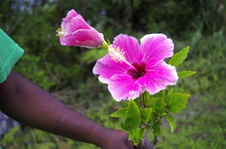 Fiji's endemic hibiscus rediscovered in the wild yesterday after being lost for more than 150 years. Photo by David Bush (CSIRO), used by permission