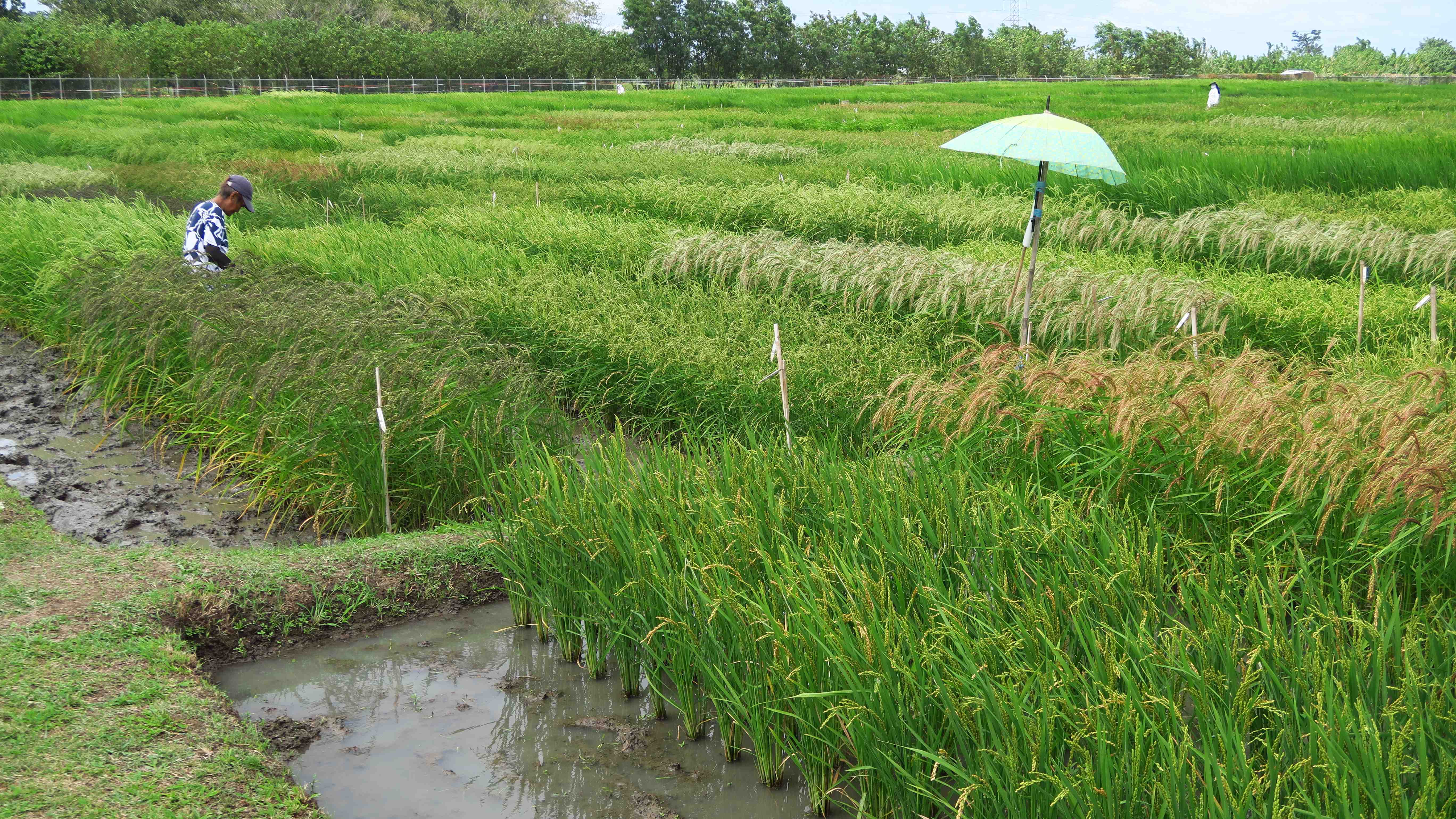 Multiplying Rice – Agricultural Biodiversity Weblog