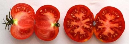 The tomato variety Varrone, bred by the Italian geneticist Nazareno Strampelli (1866-1942) sometime in the late 1910s.