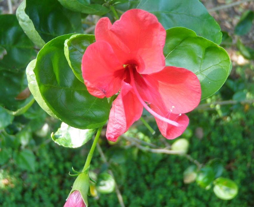 Pacific Hibiscus Bottom