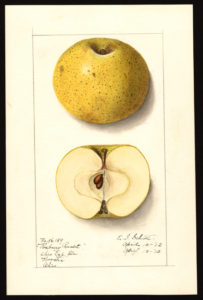 Roxbury Russet (1912), by Ellen Isham Schutt, 1873-1955. U.S. Department of Agriculture Pomological Watercolor Collection. Rare and Special Collections, National Agricultural Library, Beltsville, MD 20705