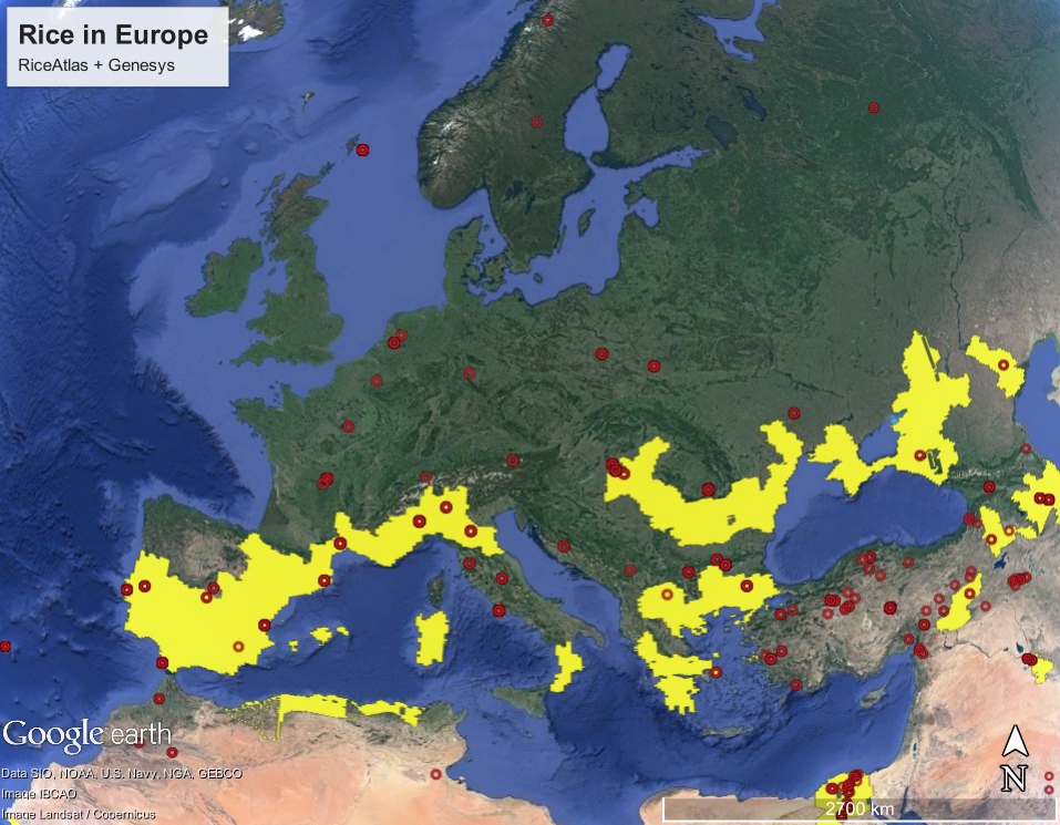 getting-to-grips-with-rice-in-europe-agricultural-biodiversity-weblog