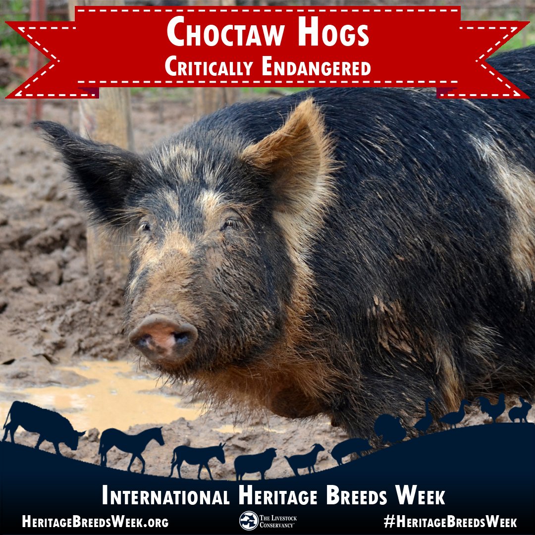 Celebrate heritage breeds too on International Biodiversity Day ...