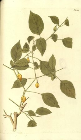 Original illustration of Capsicum chinense