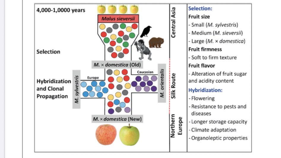 Apple Domestication Visualized – Agricultural Biodiversity Weblog